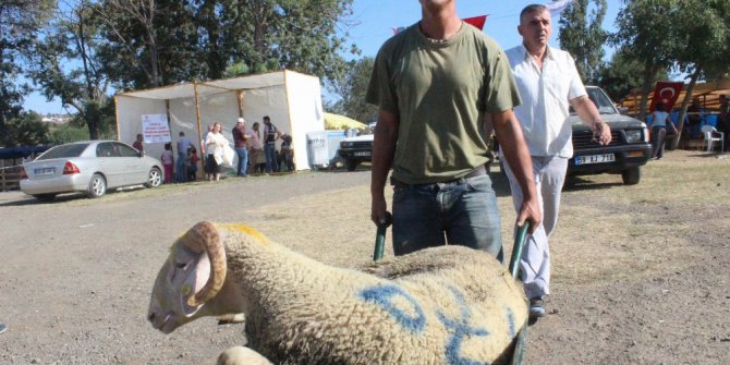 Dünyanın yükünü taşıyorlar en çok parayı kurbanlıklardan kazanıyorlar