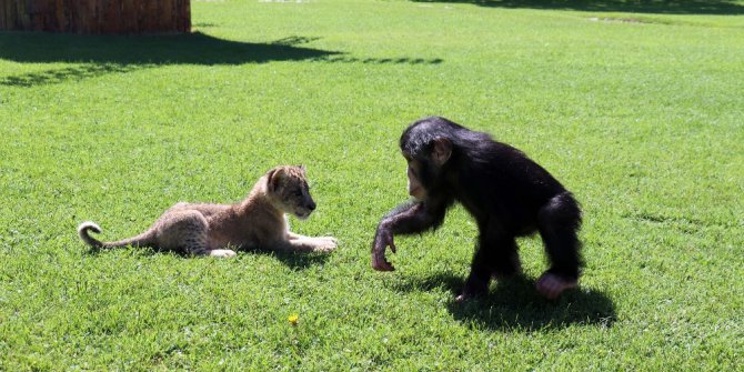Şempanze Can’a ’aslan’ gibi arkadaş
