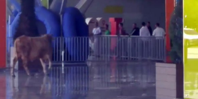 Kaçak boğa alışveriş merkezini birbirine kattı