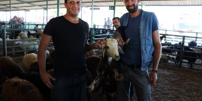 Bayram tatili hayvan satıcılarını vurdu