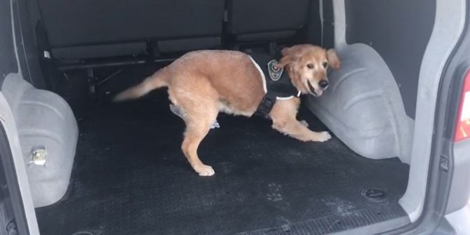 Hassas burun ’Badi’, yüklü miktarda uyuşturucu yakaladı