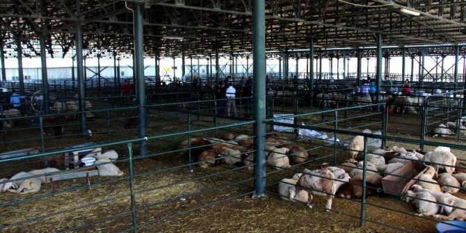 Eskişehir’deki hayvan pazarı eksiklikleriyle büyük tepki çekiyor