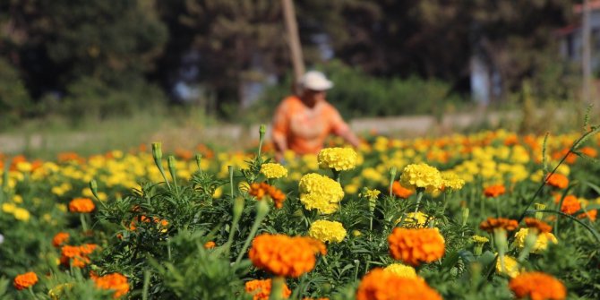 Bafra Ovası çiçek yatırımcısını bekliyor