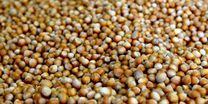 ‘Yeşil Altın’ 9,5 liradan satılıyor