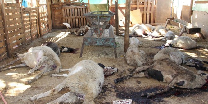 Manisa’da 50’den fazla küçükbaş hayvan telef oldu