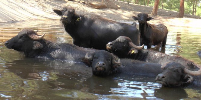 Hayvanat Bahçesinde bayram rekoru