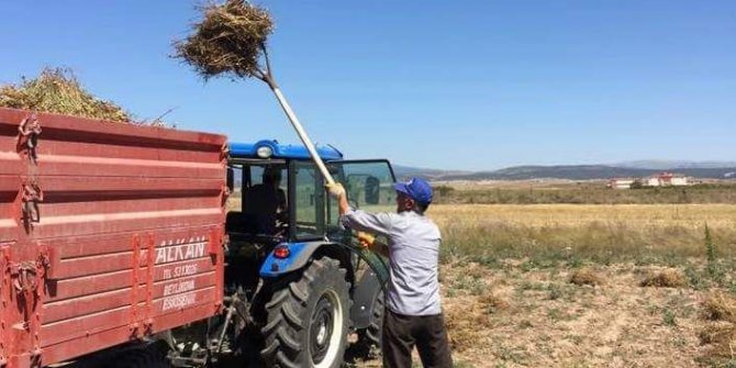 Aslanapa’da nohut hasadı başladı