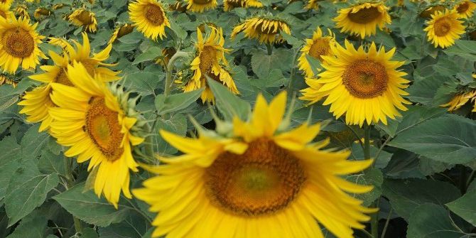 Kırklareli Ayçiçeği Üretiminde Türkiye 4’üncüsü