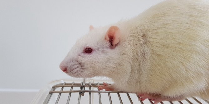 Sağlık kobay fareler ile gelecek