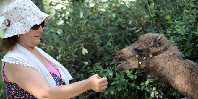 ’Zeyno’ya büyük ilgi