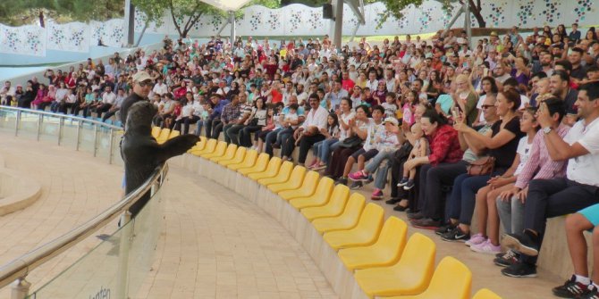 Fok gösterisi yoğun ilgi görüyor
