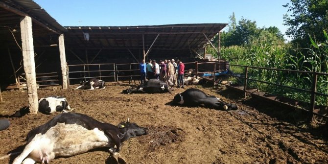 Konya’da besihanedeki 19 büyükbaş hayvan telef olmuş halde bulundu