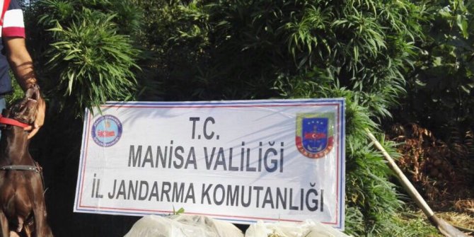 Bağ evine uyuşturucu operasyonu