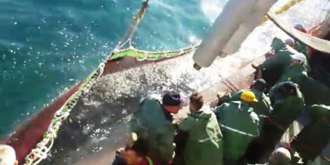 Balıkçıların ilk avında istavrit bereketi