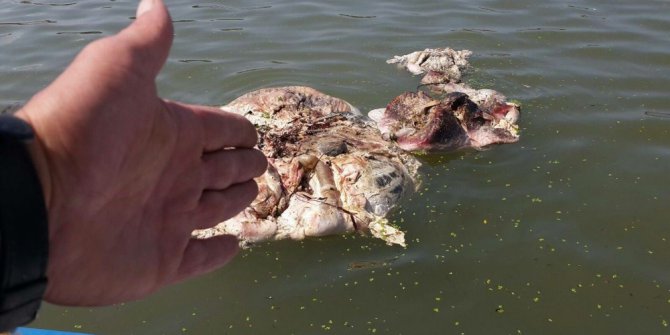 Denize atılan kurban atıkları tepkiye neden oldu