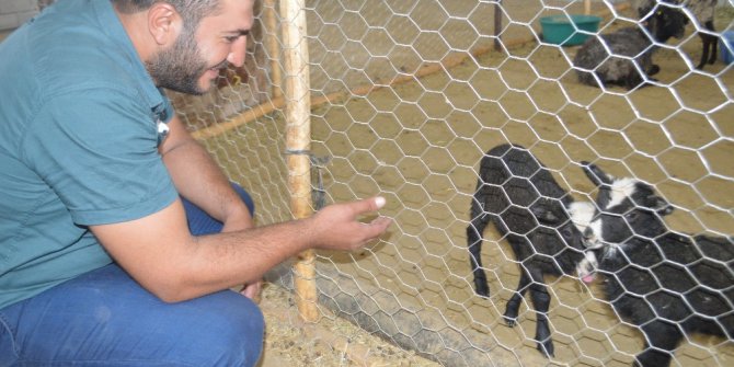 Mardin’de ithal koyun çiftliği açıldı