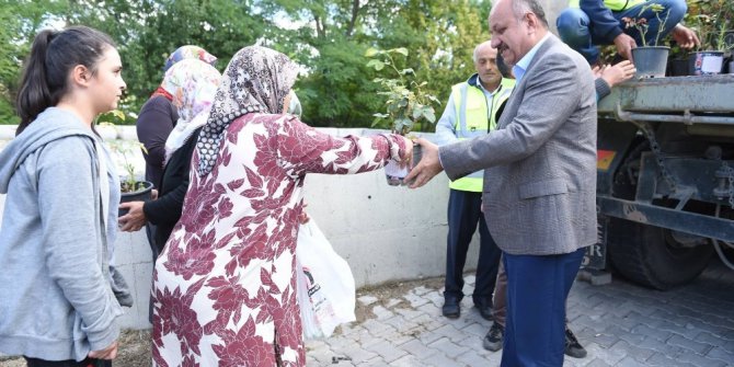 Kastamonu Belediyesi, 3 bin 500 gül fidesi dağıttı
