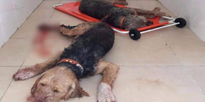 Domuzlar 5 av köpeğini ağır yaraladı