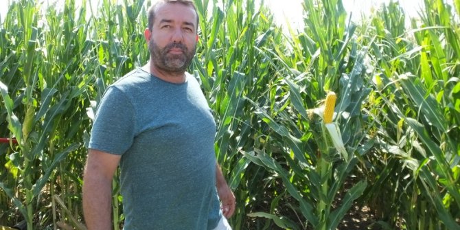 Burhaniye’de silajlık mısır hasadına başlandı