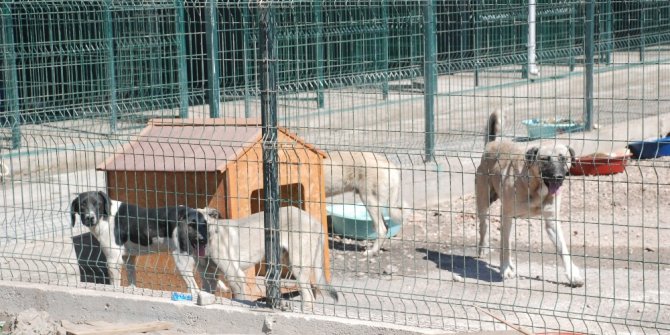 Başkan Bekler, hayvan barınağındaki görüntüleri değerlendirdi