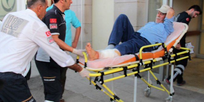 Yaban domuzu yaşlı adamı yaraladı