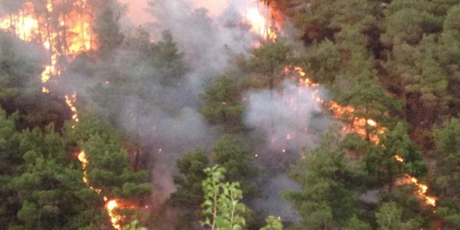 Tokat’ta orman yangını