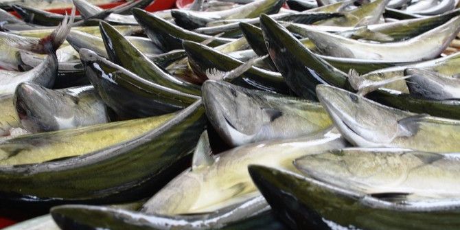 Ucuz Palamut Tezgahlarda Yerini Aldı