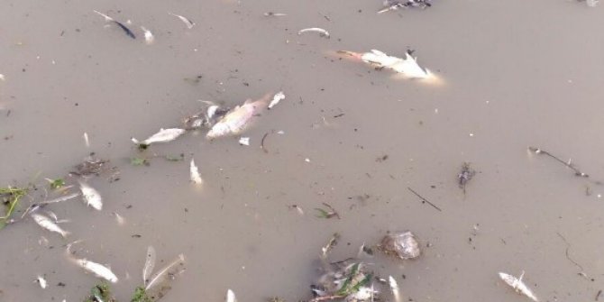 Arpaçay baraj gölünde balık ölümü