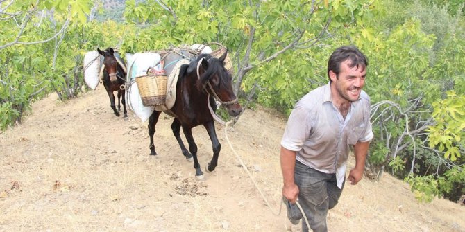 Aydın dağlarında at ve eşekler halen revaçta