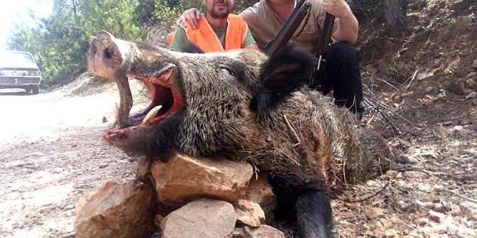 Balıkesir’de Dağdan İnen Domuzlar Koyunlara Saldırıyor