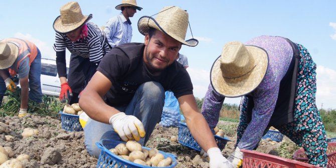 Akıllı Köy’de patates denemesi başarıyla sonuçlandı