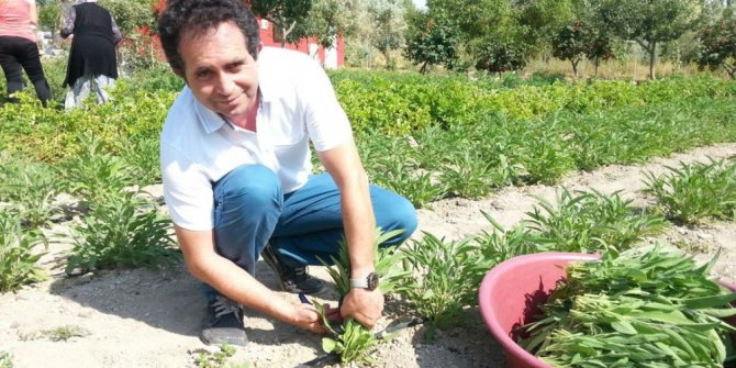 Talas’ta adaçayı hasadı yapıldı