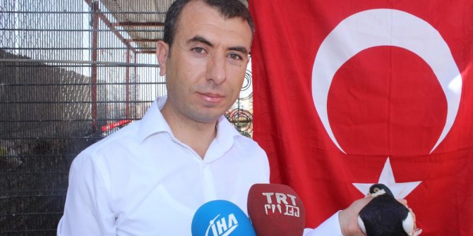 Güvercine kalp masajı