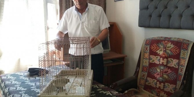 Av için kafeste yavru keklik besledi, 3 bin 950 lira ceza yedi