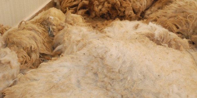 Şanlıurfa’da 150 ton yapağı satıldı