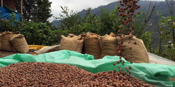 Üretici fındığını tüccara veriyor