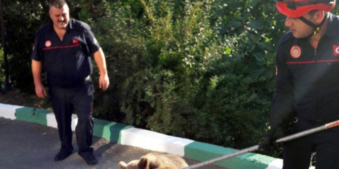 Firari yavru ayı itfaiyeciler tarafından yakalandı