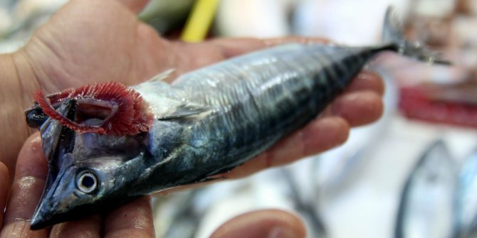 Palamut hayal kırıklığı oluşturdu, umut hamside