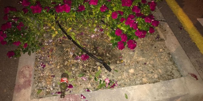 Belediyenin diktiği çiçekleri koparıp götürdü