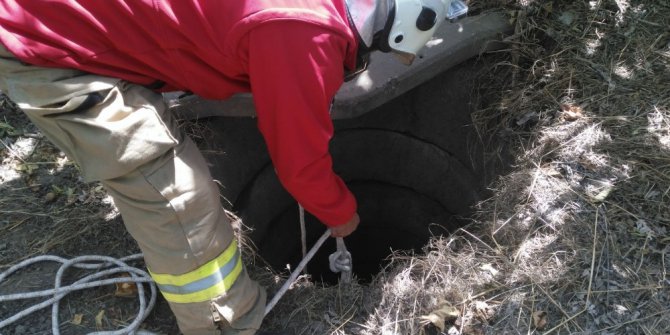 Kuyuya düşen domuzu itfaiyeciler kurtardı