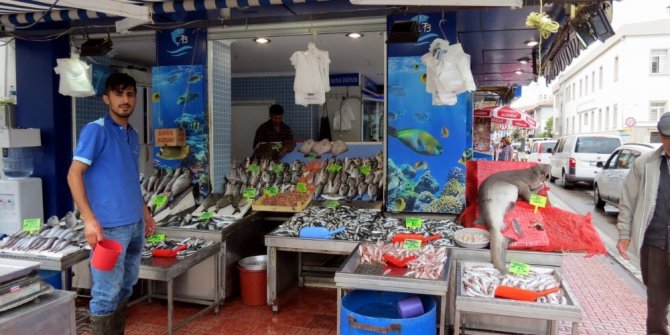 Balık tezgâhları şenlendi