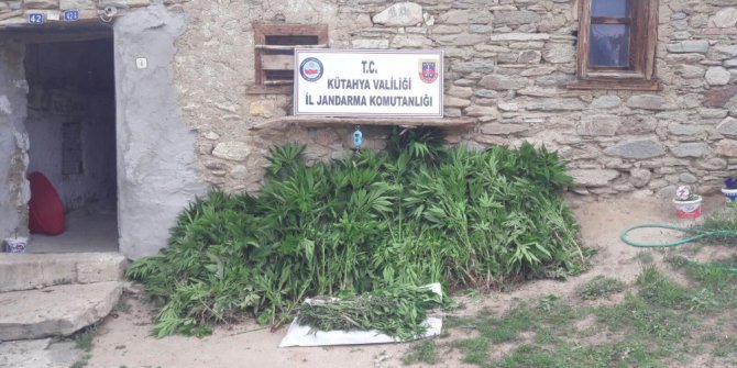 Jandarmadan uyuşturucu operasyonu