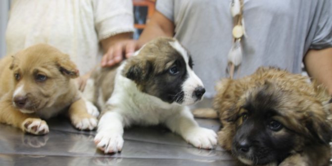 3 yavru köpeğe işkence yapan askere soruşturma