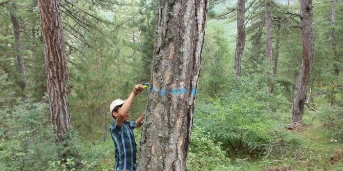 Orman İşletme Müdürlüğü gençleştiriyor