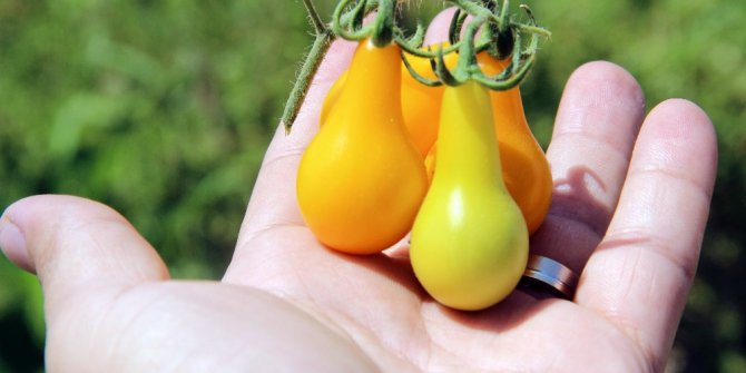 Ampul biçimindeki domates görenleri şaşırtıyor