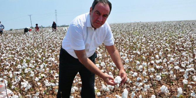 Tümer: “Pamuk ekim alanları 8 yılda yüzde 44.76 azaldı”