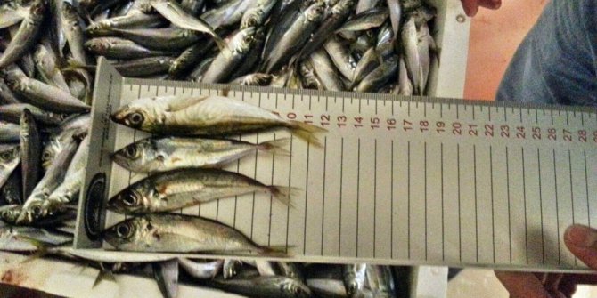 Yasal boy sınırı altında avlanan 90 ton istavrite el konuldu