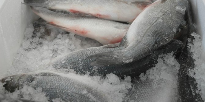 Deniz balıkları tezgâhlardaki yerini aldı