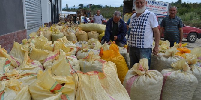TMO, Ordu’da fındık alımlarına başladı