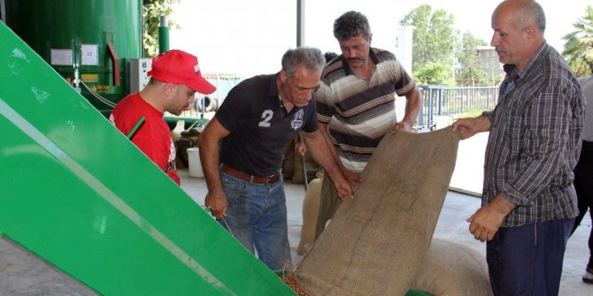 Fındık yerden toplanıyor, makinede kurutuluyor